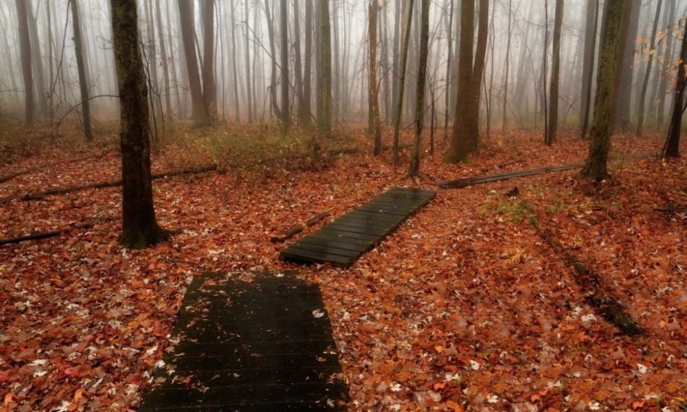 5 mile woods by josh friedman