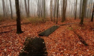 5 mile woods by josh friedman